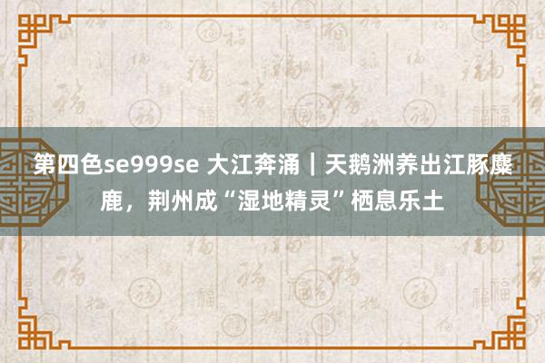 第四色se999se 大江奔涌｜天鹅洲养出江豚麋鹿，荆州成“湿地精灵”栖息乐土